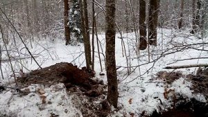 Minelab GO FIND 66 приборный  коп. Нашёл  богатое захоронение металла и меди!
