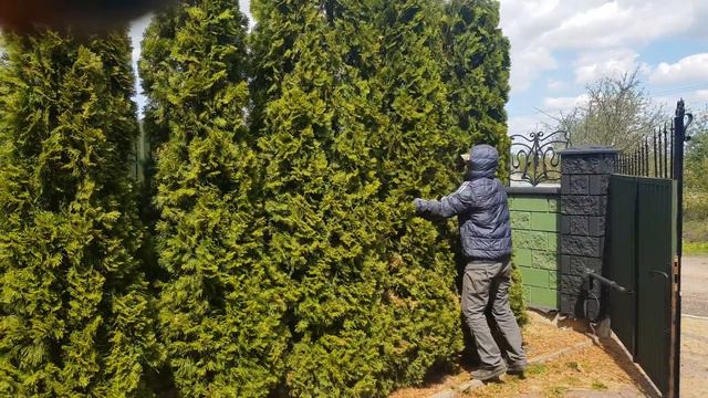 #Живопліт#Ландшафтнийдизайн#mariogardens#підготування до стрижки #0️⃣9️⃣8️⃣8️⃣8️⃣2️⃣8️⃣8️⃣1️⃣8️⃣ смотреть онлайн