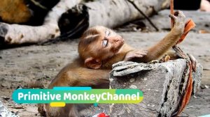 Adorable Axel become temple boy cos he orphan, Every monkey here not pity him, Leave him alone352