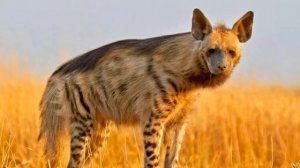 ЕЁ МОЩНЫЕ ЧЕЛЮСТИ ДРОБЯТ ЛЮБЫЕ КОСТИ - ПОЛОСАТАЯ ГИЕНА