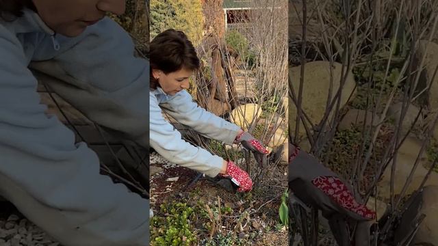Обрізка перовскії смотреть онлайн
