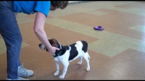 Weasley at the Humane Society of Huron Valley