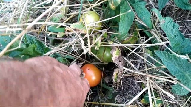 Помидоры без полива Узкие грядки, мульча! смотреть онлайн