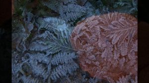 Pycnoporus cinnabarinus /Cinnabar polypore /Yesquero bermellón. (4K)