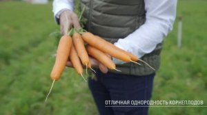 Морковь Спидо F1 — раннеспелый гибрид для свежего рынка.