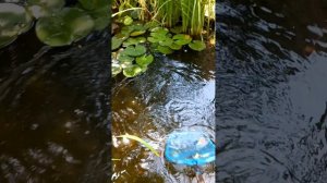 КАК ДОБИТЬСЯ ПРОЗРАЧНОЙ ВОДЫ В ПРУДУ..