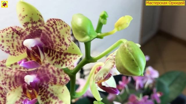 12 орхидей ЗА 2 ДНЯ! Меня кто-то ОСТАНОВИТ? Обзор красивых орхидеек смотреть онлайн
