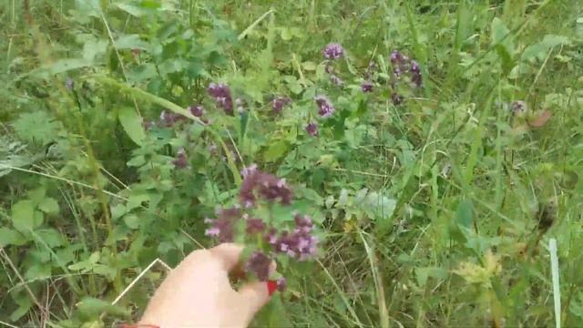 #Душица #Матрёшка #Ладанка смотреть онлайн