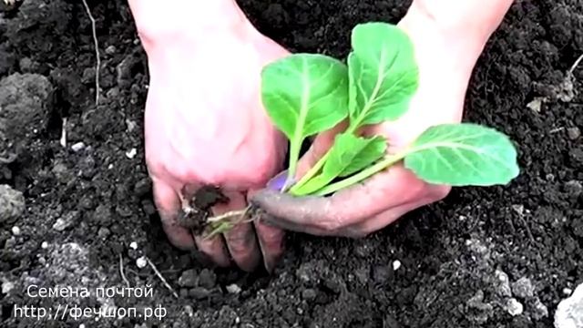 7 культур, которые можно посадить на рассаду в январе.mp4 смотреть онлайн