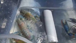 Третий день транспортировки рака АККР