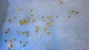 Как правильно выращивать герань-пеларгонию  из семян.Уход и размножение.