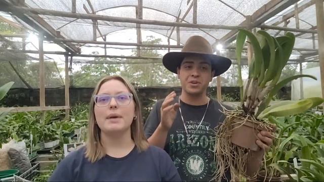 Como Replantar Orquídeas Sem Segredo | + Lindas Flores смотреть онлайн