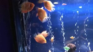 северум красный жемчуг (6 месяцев)