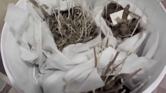 Хранение маточников хризантемы в подвале.