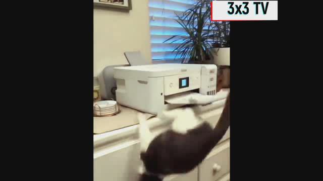 Лучшая подборка приколов с животными смотреть онлайн