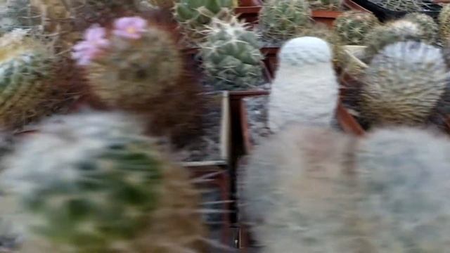 Шишаки - семейная коллекция суккулентных растений. смотреть онлайн