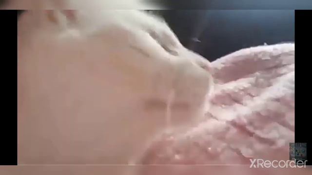 Кот махает головой под ритм музыки из зомби против растения смотреть онлайн