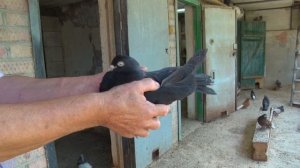 Николаевские голуби Алексея Глушко