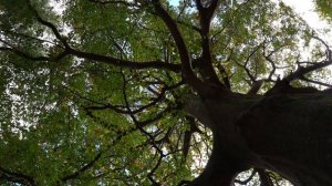 Autumn Walk in the New Forest National Park