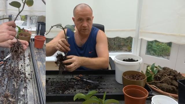 STEPHANOTIS FLORIBUNDA CARE AND PROPAGATION (Madagascar Jasmine) смотреть онлайн