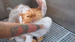 ОСТОРОЖНО! У ВАС МОЖЕТ СЛУЧИТЬСЯ СЕРДЕЧНЫЙ ПРИСТУП - ЭТО СЛИШКОМ МИЛО)))