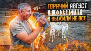 Обзор хозяйства  в августе: свиньи, хрюшки и поросята. "Мое Подворье"