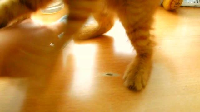 Очень жадная кошка♥☻ смотреть онлайн