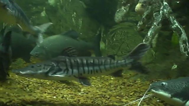 Киевский зоопарк.Работы Парнюка Анатолия г.Геническ. смотреть онлайн