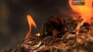 Наука 2 0  Лесные пожары