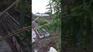 бамбук морозостойкий пальмовидный