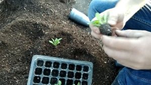 Что будет если смешать песок с торфом?