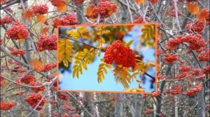 ОСЕННИЙ БЛЮЗ ЗВУЧИТ В ТИШИ