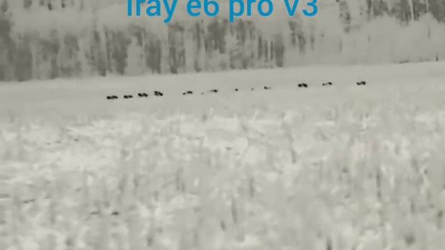 очень много кабанов в тепловизор iray E6 pro смотреть онлайн
