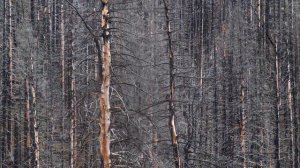 BURNT OUT in Waterton National Park