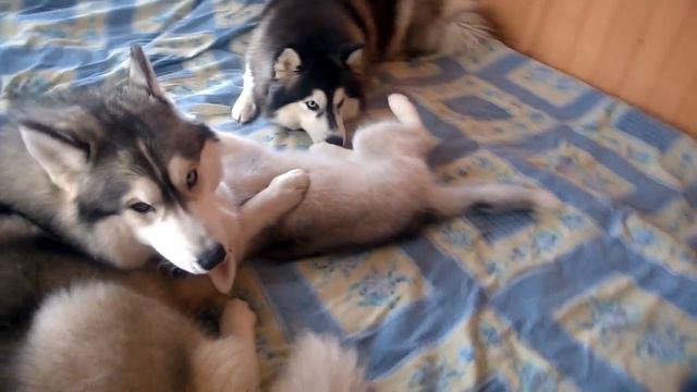 Щенок Хаски играет со взрослыми Хаски смотреть онлайн