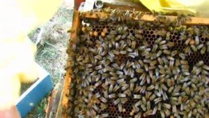 Пчелиная семья - матка, пчелы, трутни