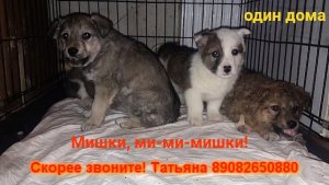 Мишки, ми-ми-мишки!
Ищем дом. Один дома.