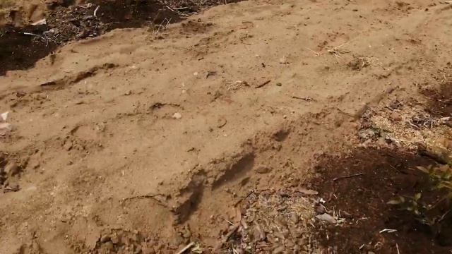 Субстрат для голубики из перегнивших опилок и обрезков досочек. Закладка опыта. смотреть онлайн