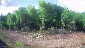 Железная дорога Касторная-Кур. - Лачиново - Кшень  (вид из окна поезда, северная сторона) (МЖД)