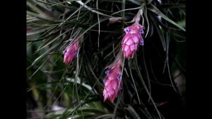 tillandsia stricta agnerz