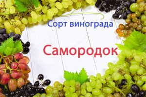 Виноград сорт Самородок