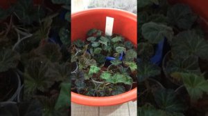 Укореняем бегонии в мхе с углем