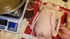 вес гуся в 5 месяцев, первый в этом году