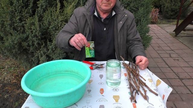 Дезинфекция чубуков винограда / Рекомендации и советы смотреть онлайн