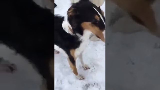 Александр Бон (shponks) on Periscope [2016-02-13 14-47] Untitled смотреть онлайн