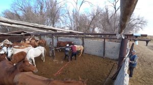 Ловим жеребят на продажу