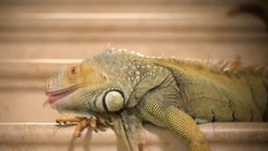 Морская игуана. Необычный обитатель Галапагосс!