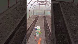 Привезли рассаду, решаю как правильно посадить в теплице рассаду.