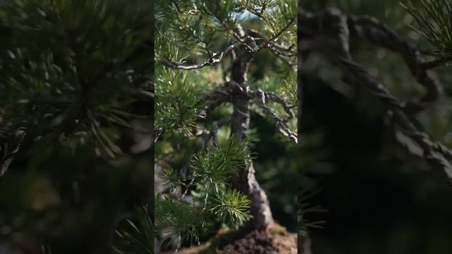 Бонсай из сосны обыкновенной