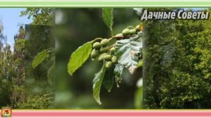 Уникальный ГРУНТ для РАССАДЫ Вы будете приятно УДИВЛЕНЫ крепкой рассаде на будущий го